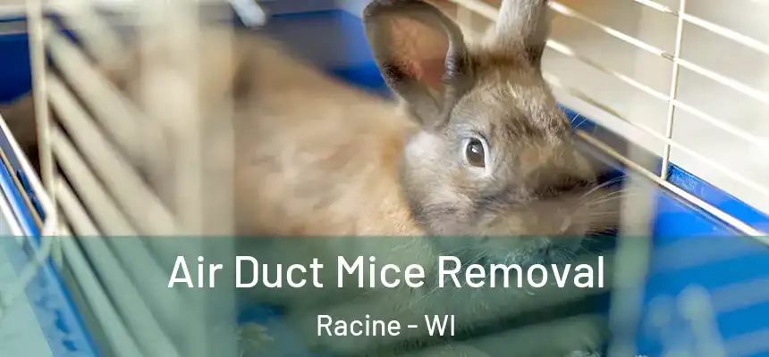  Air Duct Mice Removal Racine - WI